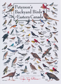 OUT OF STOCK/UNAVAILABLE Card, Backyard Birds of Eastern Canada