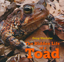 OUT OF STOCK/UNAVAILABLE The Hidden Life of a Toad