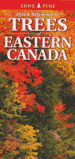 Quick Reference to Trees of Eastern Canada