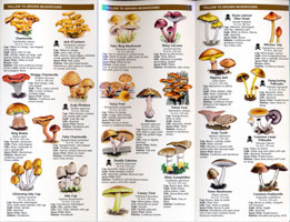 Fold Out Guide, Mushrooms