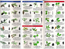 Fold Out Guide, Trees