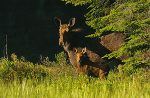 #74.  Algonquin Moose Cow and Calf