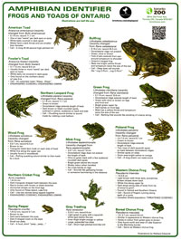 Amphibian Identifier Card