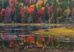 #75. Beaver Pond in Autumn Postcard