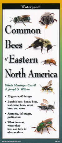 Fold Out Guide, Common Bees of Eastern North America