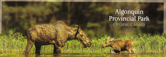 Bookmark - Moose Cow and Calf