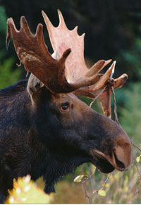 #77. Bull Moose in Velvet