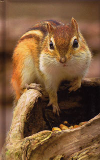 OUT OF STOCK/UNAVAILABLE Chipmunk Lined Journal