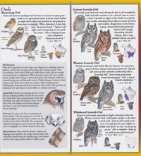 Fold Out Guide Sibley's Owls of North America