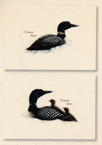 OUT OF STOCK/UNAVAILABLE Common Loon Assortment