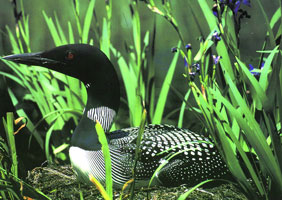 OUT OF STOCK/UNAVAILABLE #31. Common Loon