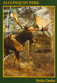 OUT OF STOCK/UNAVAILALBE #3. Visitor Centre - Moose Diorama