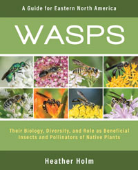 Wasps