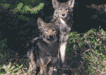 #78. Eastern Wolf with Pup