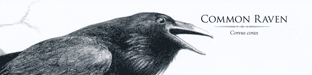 Sketch Common Raven Bookmark
